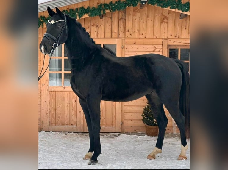 Oldenburg Gelding 5 years 16,1 hh Black in Mainburg
