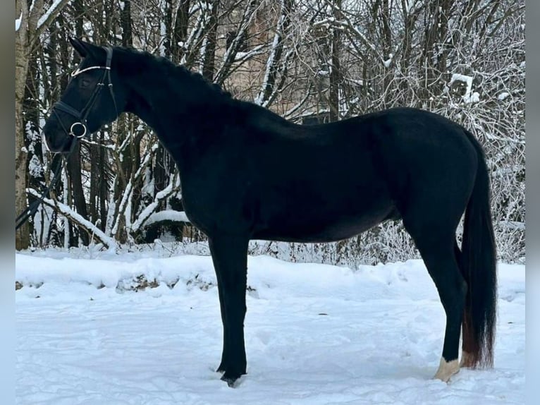 Oldenburg Gelding 5 years 16,1 hh Black in Mainburg