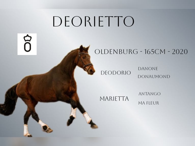 Oldenburg Gelding 5 years 16,1 hh Brown in Ciemne