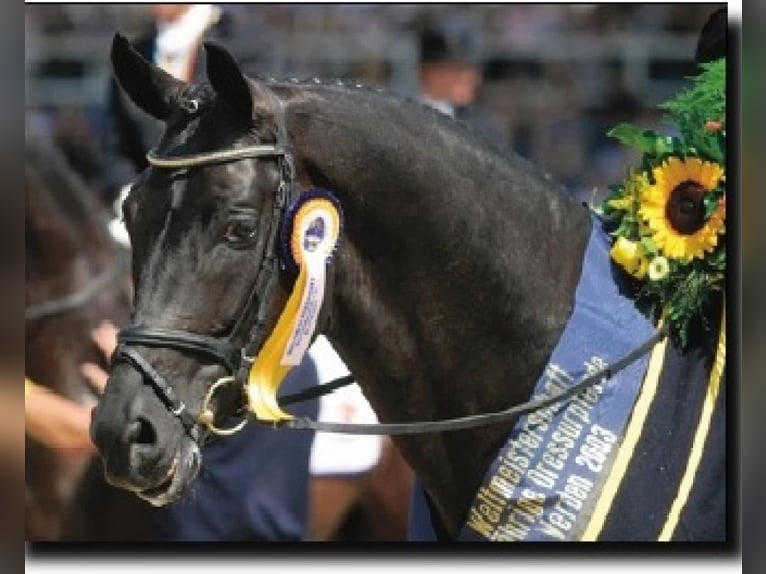 Oldenburg Gelding 5 years 16,1 hh Brown in Ciemne