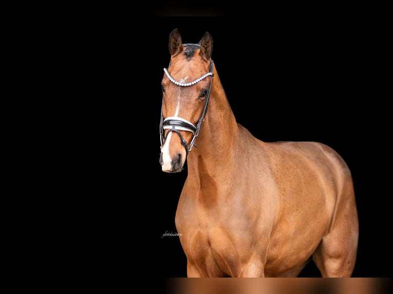 Oldenburg Gelding 5 years 16,1 hh Brown in Lehrberg