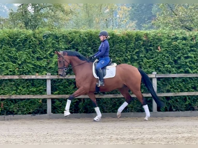 Oldenburg Gelding 5 years 16,1 hh Brown in Lohne (Oldenburg)