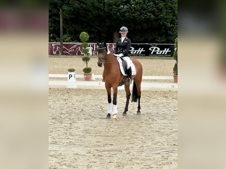 Oldenburg Gelding 5 years 16,1 hh Brown in Solingen
