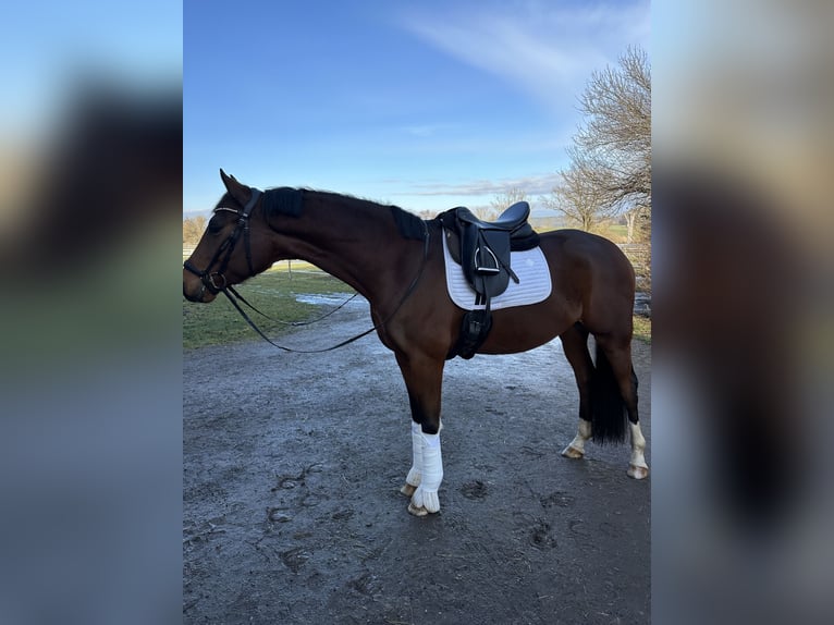 Oldenburg Gelding 5 years 16,1 hh Brown in Thalmässing