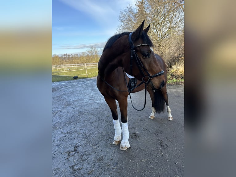 Oldenburg Gelding 5 years 16,1 hh Brown in Thalmässing