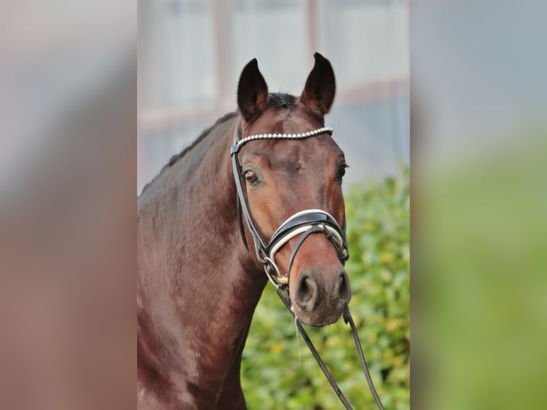 Oldenburg Gelding 5 years 16,1 hh Brown in Warendorf