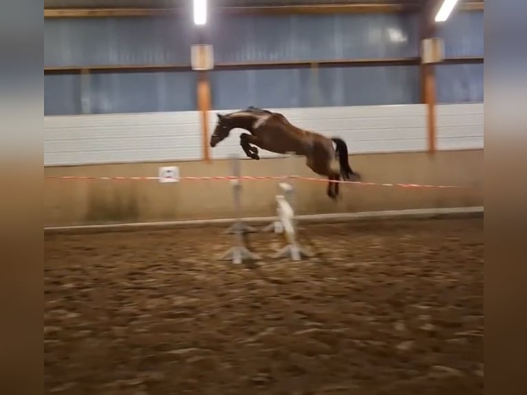 Oldenburg Gelding 5 years 16,1 hh Brown in Edewecht