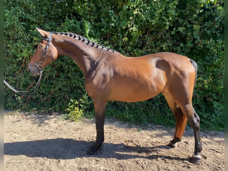 Oldenburg Gelding 5 years 16,1 hh Brown in Gro&#xDF;-Bieberau
