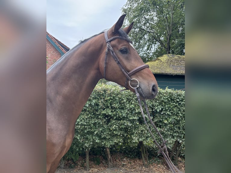 Oldenburg Gelding 5 years 16,1 hh Brown in Fredenbeck Oldenburg Gelding 5 years 16,1 hh Brown in Fredenbeck
