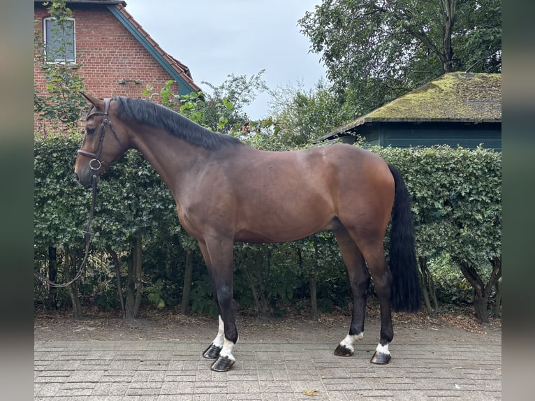 Oldenburg Gelding 5 years 16,1 hh Brown in Fredenbeck Oldenburg Gelding 5 years 16,1 hh Brown in Fredenbeck