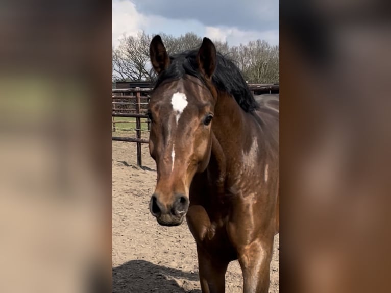 Oldenburg Gelding 5 years 16,1 hh Brown in Fredenbeck Oldenburg Gelding 5 years 16,1 hh Brown in Fredenbeck