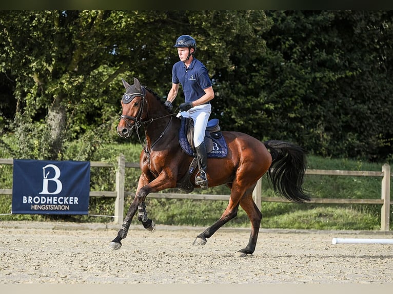 Oldenburg Gelding 5 years 16,1 hh Brown in Riedstadt