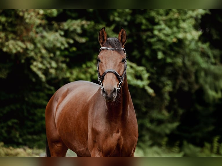 Oldenburg Gelding 5 years 16,1 hh Brown in Riedstadt
