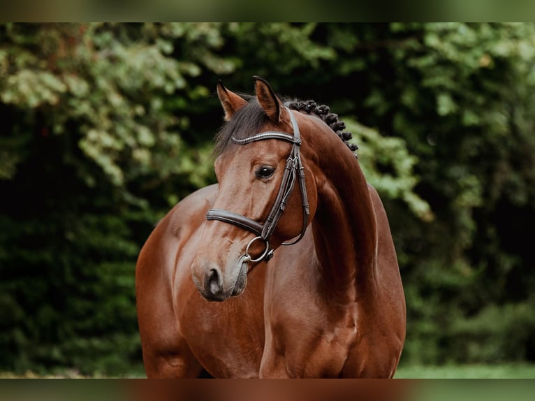 Oldenburg Gelding 5 years 16,1 hh Brown in Riedstadt