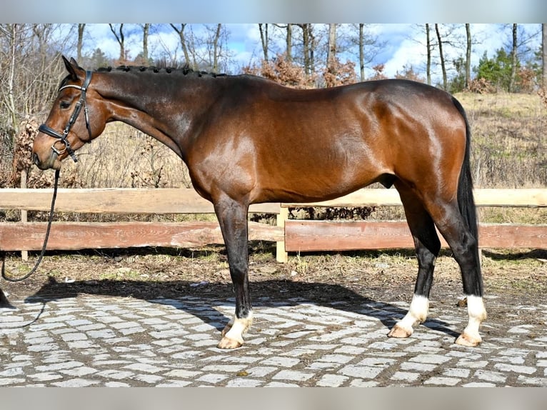 Oldenburg Gelding 5 years 16,1 hh Brown in Brno