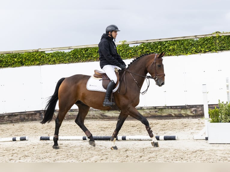 Oldenburg Gelding 5 years 16,1 hh Brown in Waddinxveen