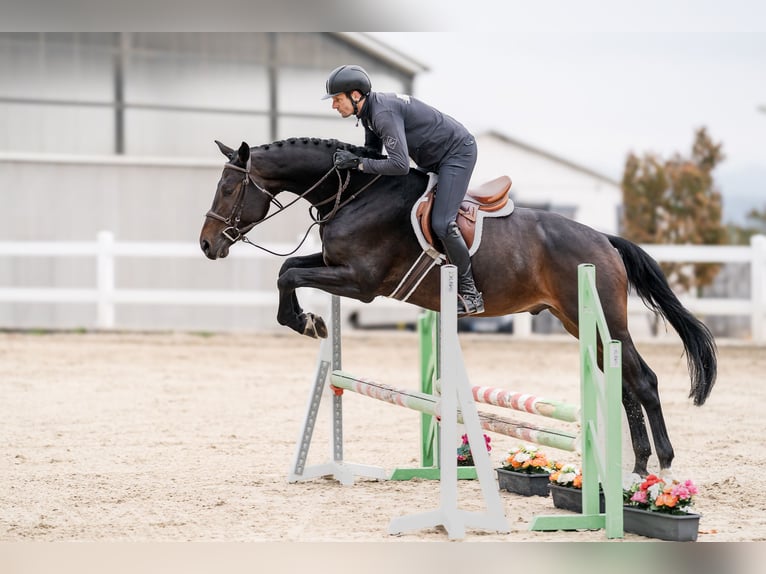 Oldenburg Gelding 5 years 16,1 hh Brown in Zduchovice