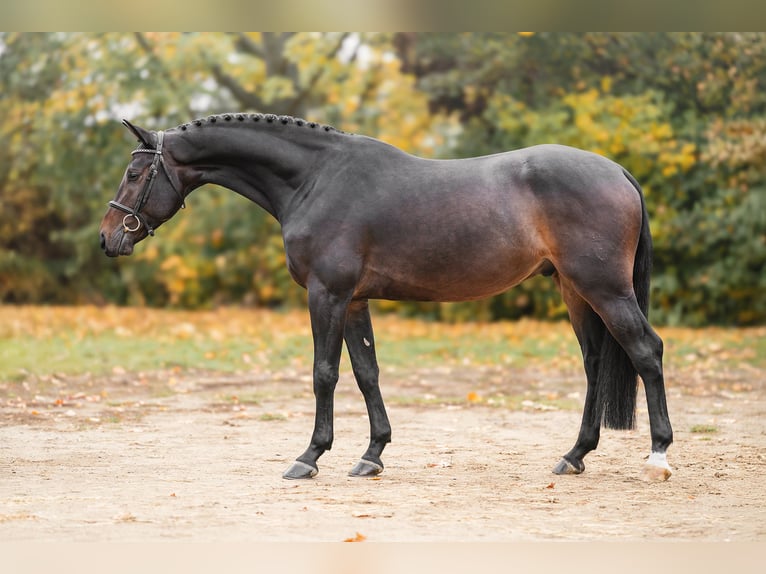 Oldenburg Gelding 5 years 16,1 hh Brown in Zduchovice