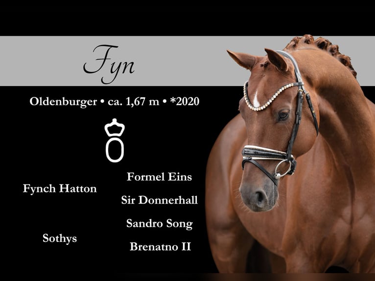 Oldenburg Gelding 5 years 16,1 hh Chestnut in Wehringen Oldenburg Gelding 5 years 16,1 hh Chestnut in Wehringen