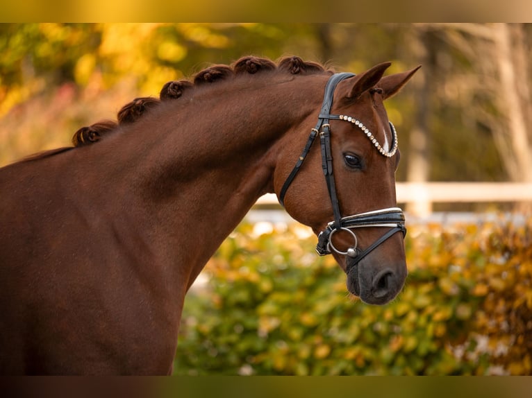 Oldenburg Gelding 5 years 16,1 hh Chestnut in Wehringen Oldenburg Gelding 5 years 16,1 hh Chestnut in Wehringen
