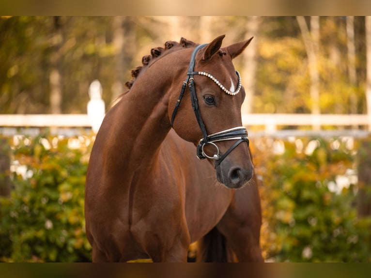 Oldenburg Gelding 5 years 16,1 hh Chestnut in Wehringen Oldenburg Gelding 5 years 16,1 hh Chestnut in Wehringen