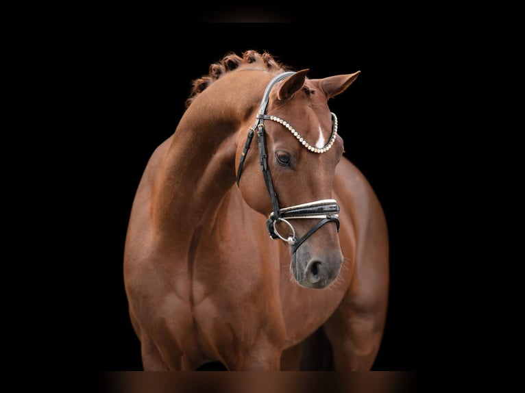 Oldenburg Gelding 5 years 16,1 hh Chestnut in Wehringen Oldenburg Gelding 5 years 16,1 hh Chestnut in Wehringen