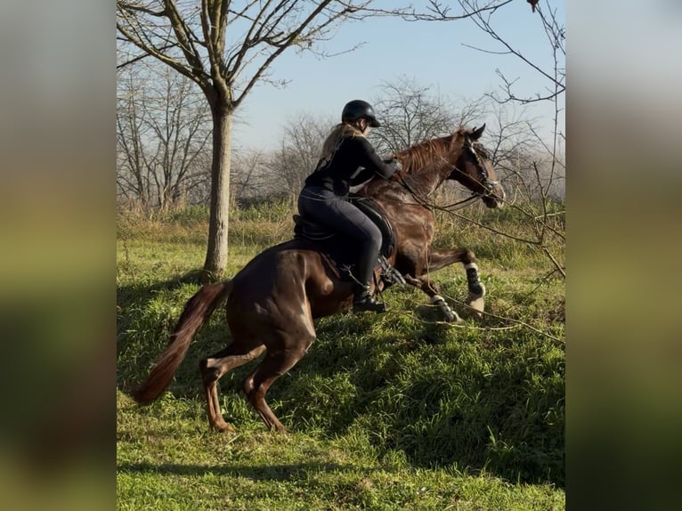Oldenburg Gelding 5 years 16,1 hh Chestnut in Sant’Angelo Lodigiano
