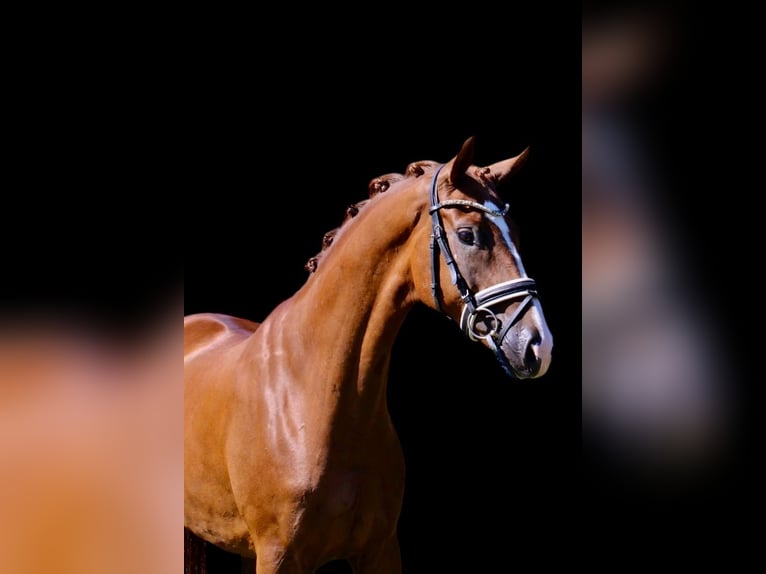Oldenburg Gelding 5 years 16,1 hh Chestnut in Visbek