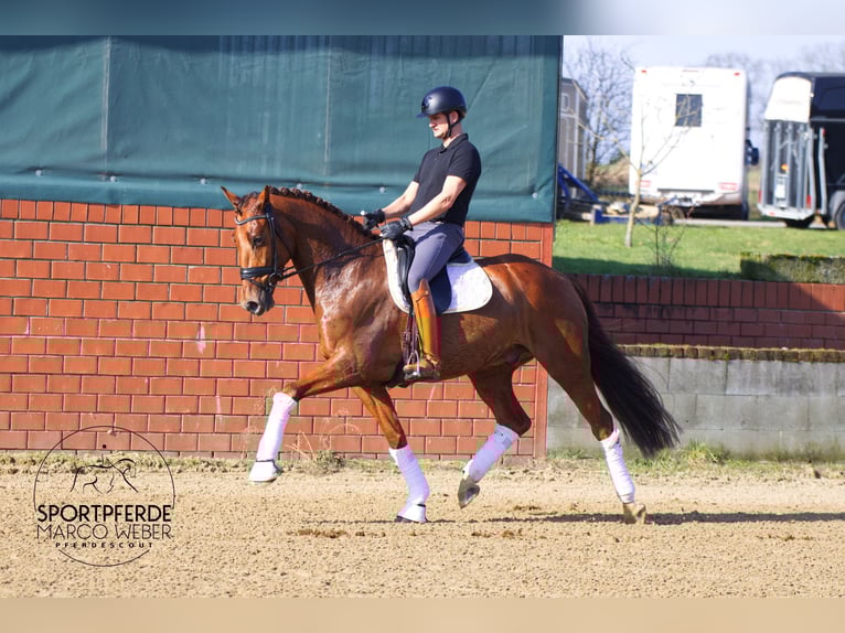 Oldenburg Gelding 5 years 16,1 hh Chestnut-Red in Bramsche