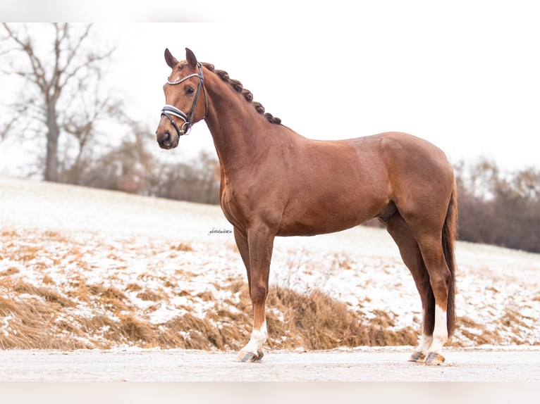 Oldenburg Gelding 5 years 16,1 hh Chestnut-Red in Lehrberg