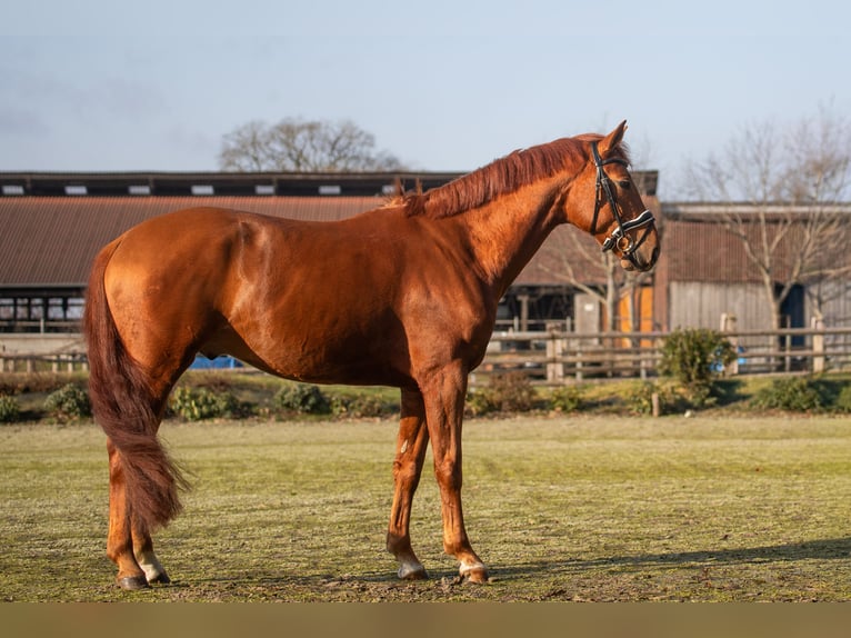 Oldenburg Gelding 5 years 16,1 hh Chestnut-Red in Elmlohe