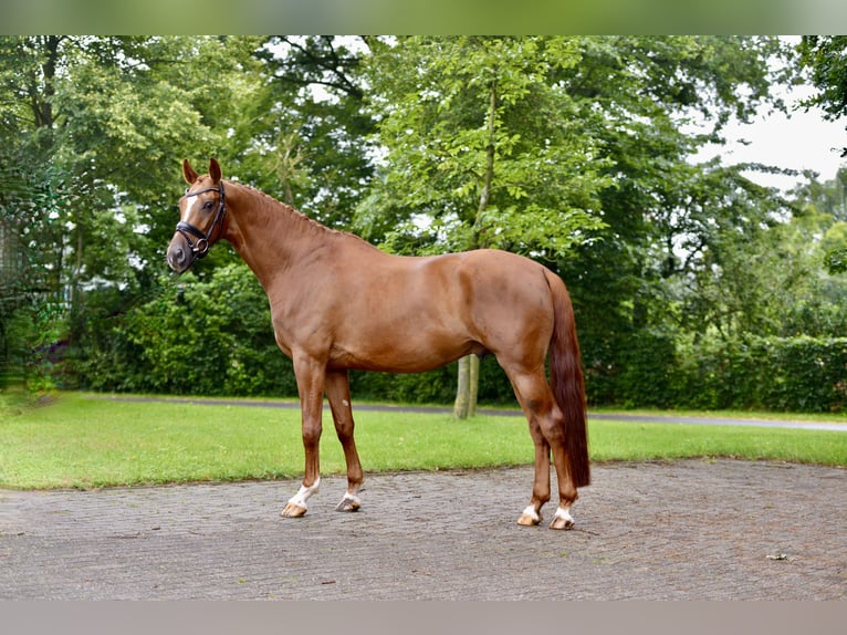 Oldenburg Gelding 5 years 16,1 hh Chestnut-Red in Vechta