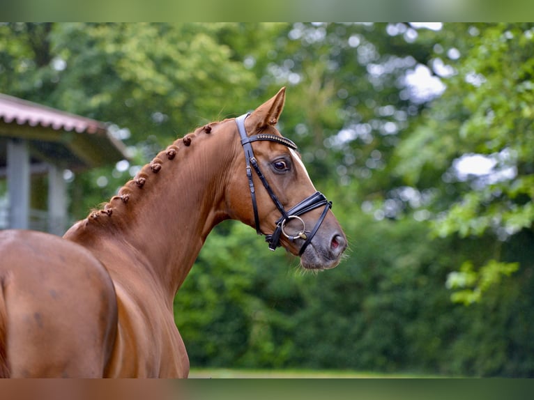 Oldenburg Gelding 5 years 16,1 hh Chestnut-Red in Vechta