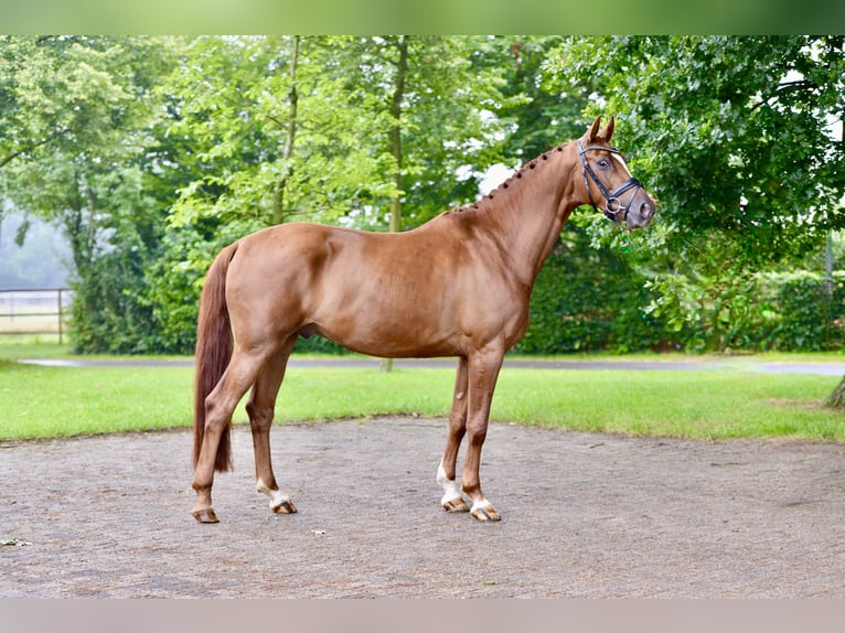 Oldenburg Gelding 5 years 16,1 hh Chestnut-Red in Vechta