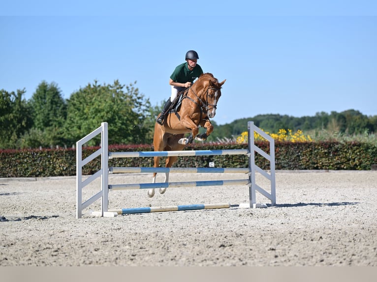 Oldenburg Gelding 5 years 16,1 hh Chestnut-Red in Saalow