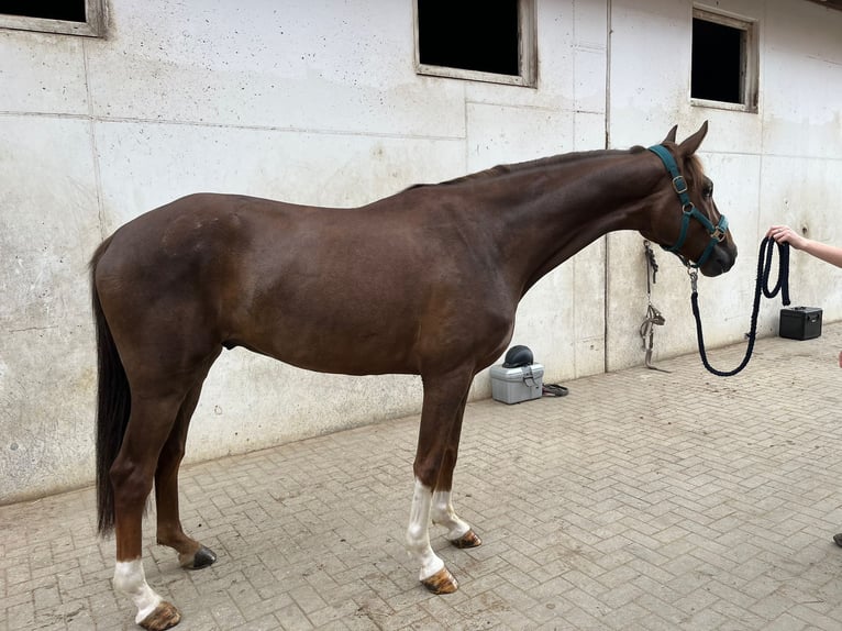 Oldenburg Gelding 5 years 16,1 hh Chestnut in Kaisten