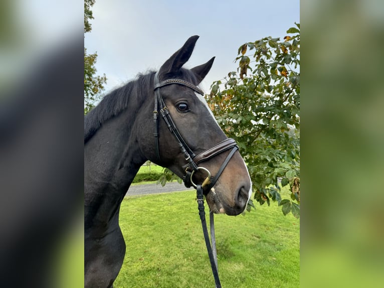 Oldenburg Gelding 5 years 16,2 hh Bay-Dark in L&#xF6;ningen