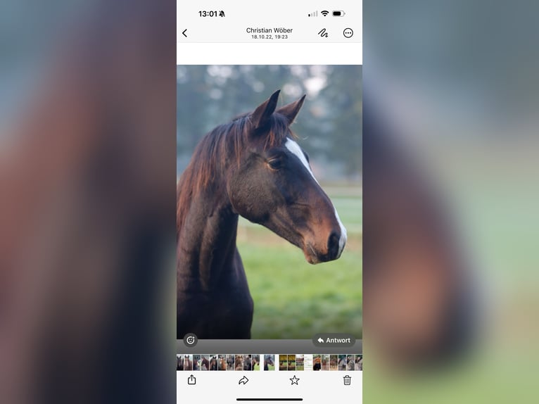 Oldenburg Gelding 5 years 16,2 hh Bay-Dark in L&#xF6;ningen