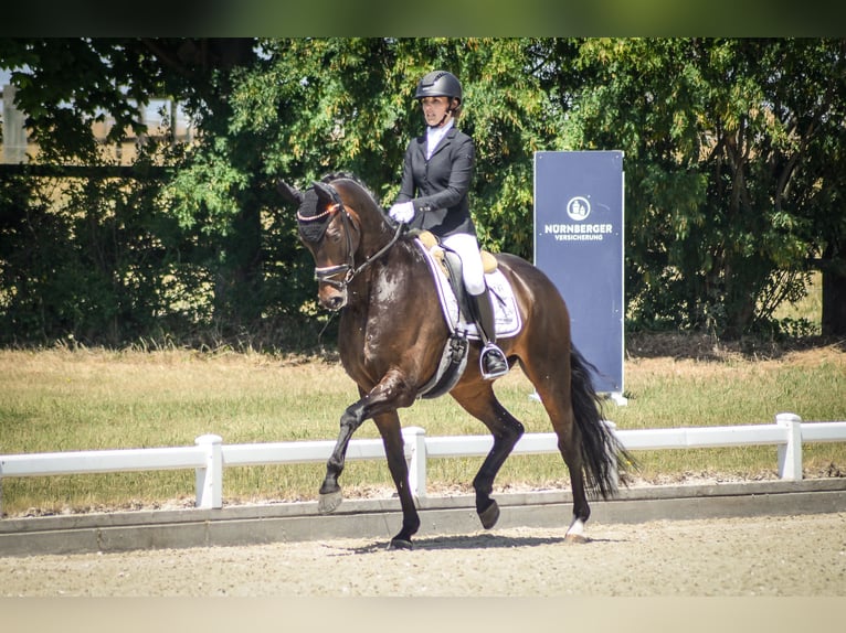 Oldenburg Gelding 5 years 16,2 hh Bay-Dark in Ph&#xF6;ben