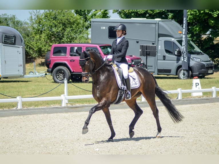 Oldenburg Gelding 5 years 16,2 hh Bay-Dark in Ph&#xF6;ben