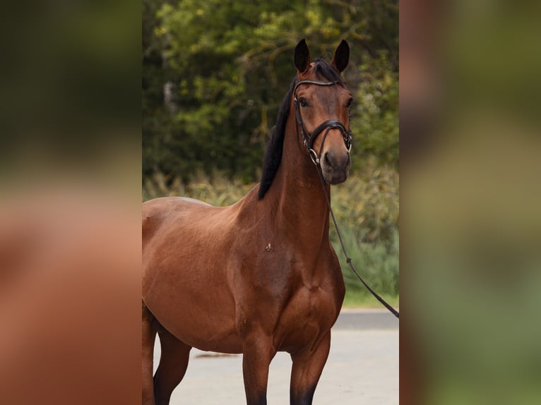 Oldenburg Gelding 5 years 16,2 hh Bay in Tangern