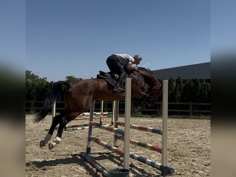 Oldenburg Gelding 5 years 16,2 hh Bay in Belgrade