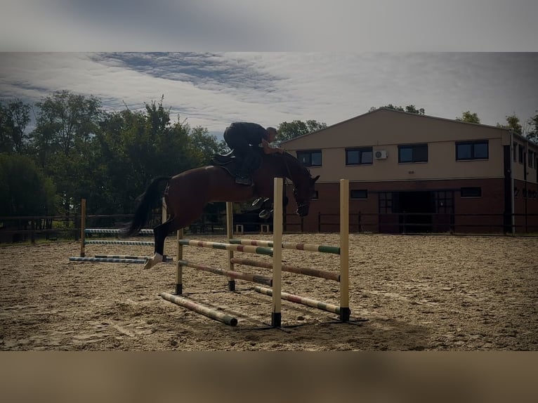 Oldenburg Gelding 5 years 16,2 hh Bay in Belgrade Oldenburg Gelding 5 years 16,2 hh Bay in Belgrade