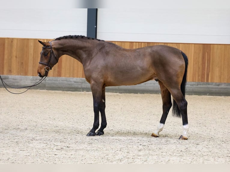Oldenburg Gelding 5 years 16,2 hh Bay in Belgrade
