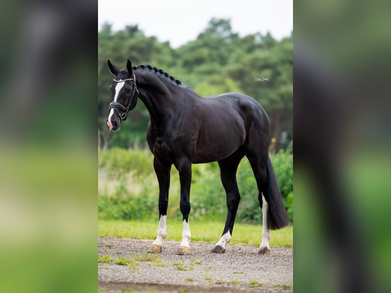 Oldenburg Gelding 5 years 16,2 hh Black in Peer
