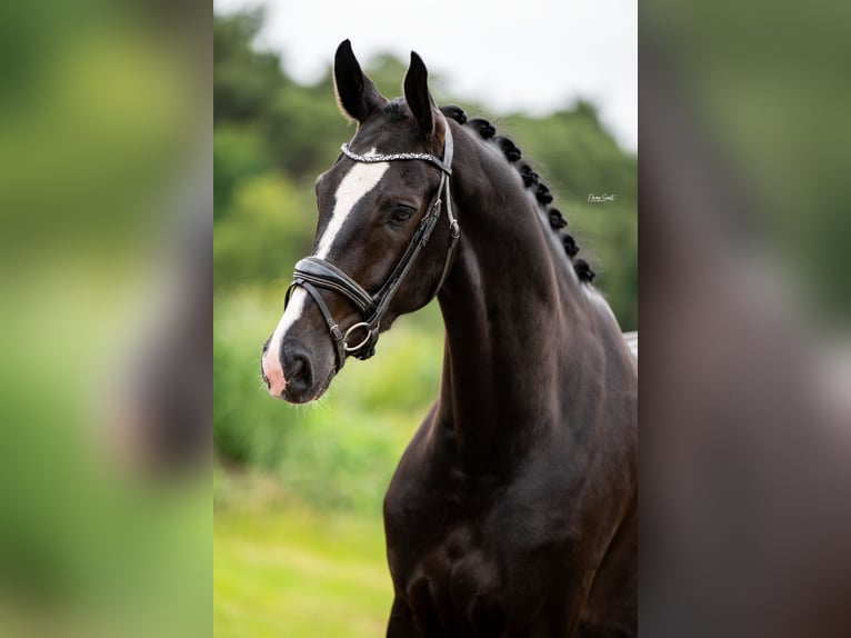 Oldenburg Gelding 5 years 16,2 hh Black in Peer