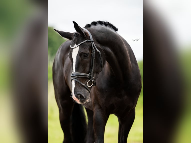 Oldenburg Gelding 5 years 16,2 hh Black in Peer