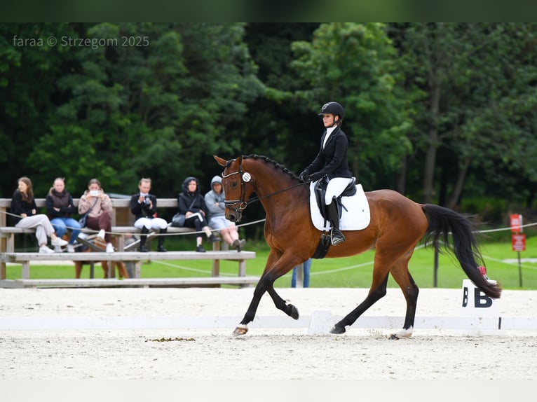 Oldenburg Gelding 5 years 16,2 hh Brown in Pławna