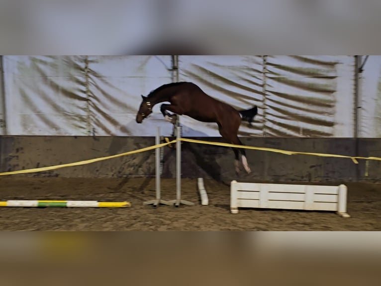 Oldenburg Gelding 5 years 16,2 hh Brown in Sankt Johann