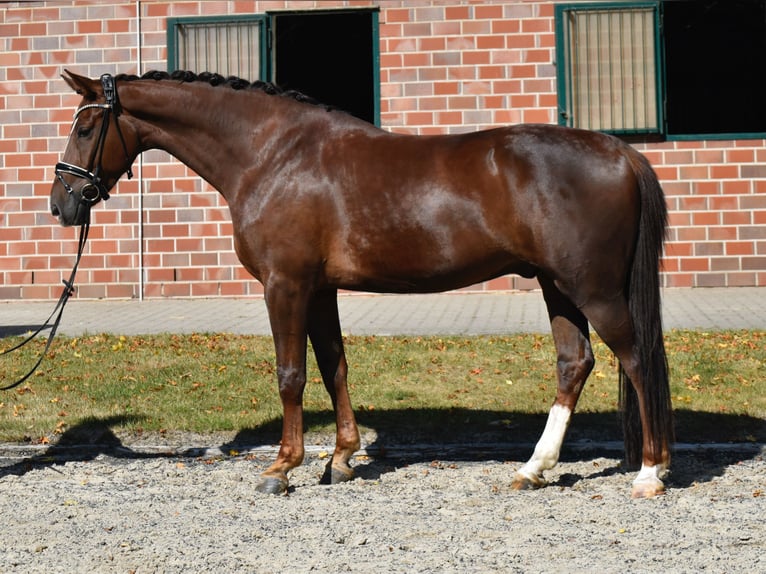 Oldenburg Gelding 5 years 16,2 hh Chestnut in F&#xFC;rstenau